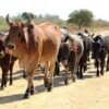 Criadores de gado bovino pretendem combater o roubo na província de Maputo